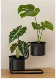 Contemporary Inside Planter