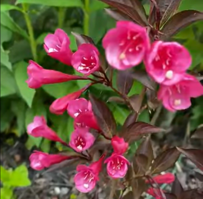 Weigela coraeensis 'Burgundy Baby'