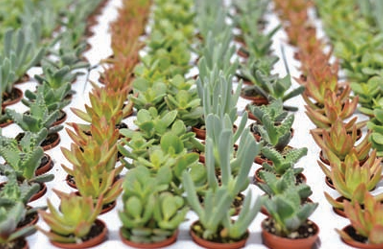 Succulent Collection