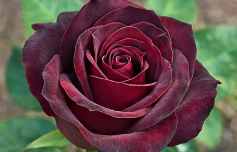 Rosa 'Ink Spots'
