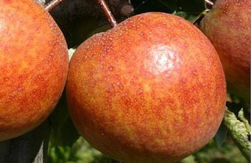 Pear - Pyrus communis 'Maxie'