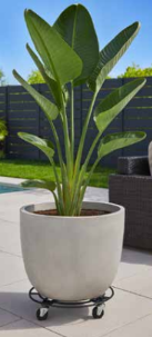 Plant Caddies with Heavy Duty Castors