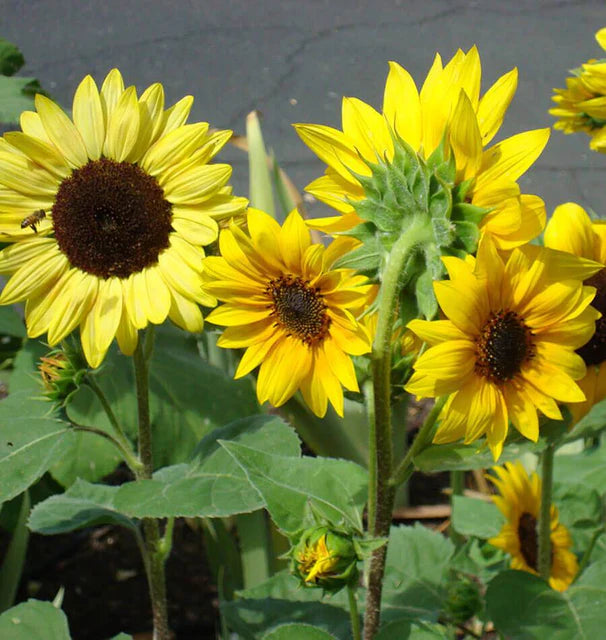 Sunflowers - Short Blend