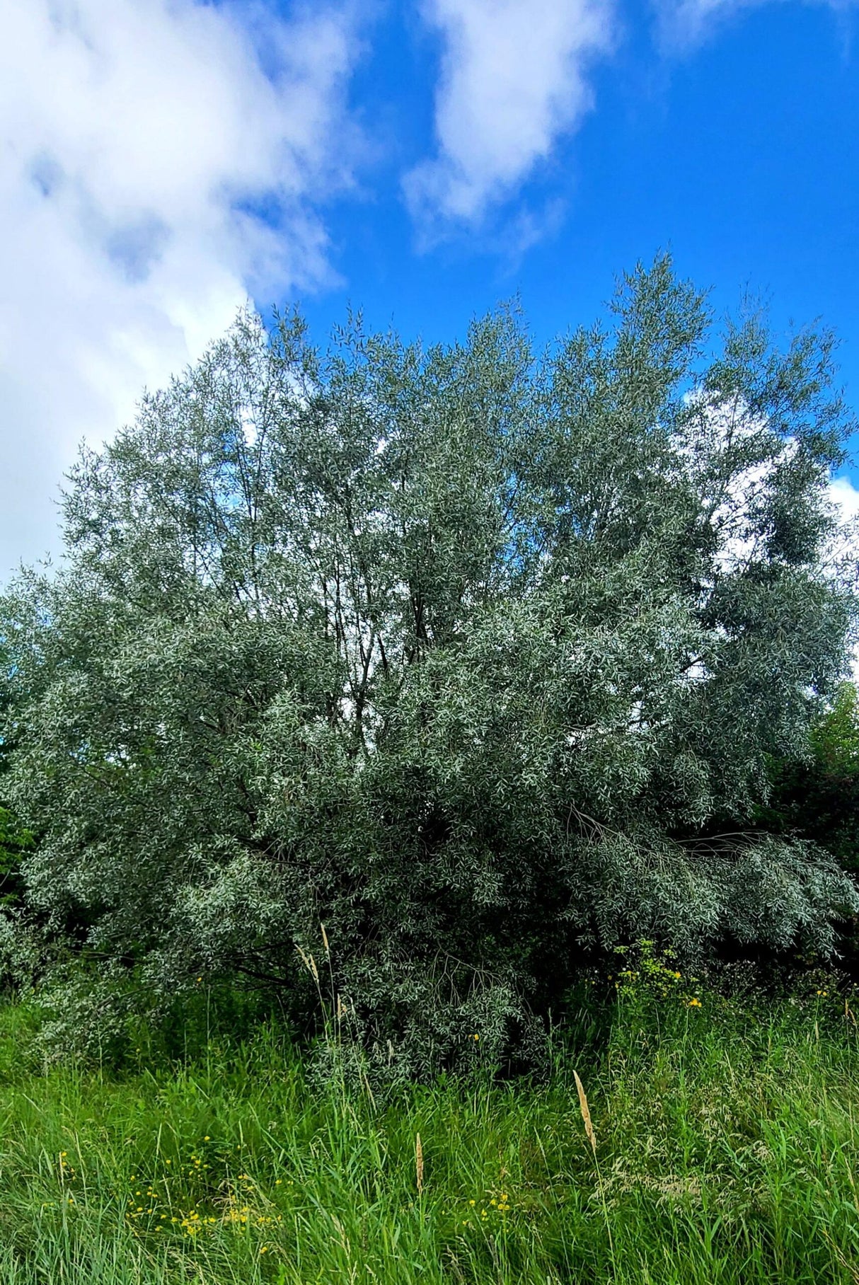 Salix alba sibirica