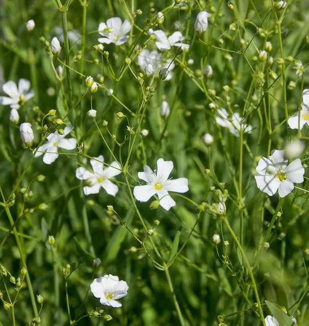 Gypsophila - Baby's Breath
