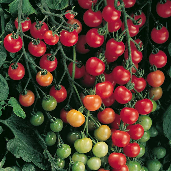 Tomatoes - Supersweet 100