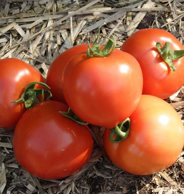 Tomatoes - Early Girl