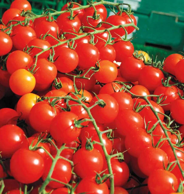Tomatoes - Sweet Million Cherry