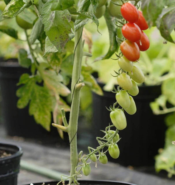 Tomatoes - Sweet Hearts Grape