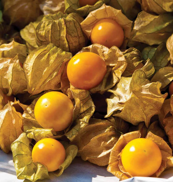 Tomatillo - Aunt Molly's Ground Cherry