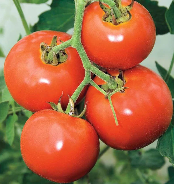 Tomatoes - Manitoba