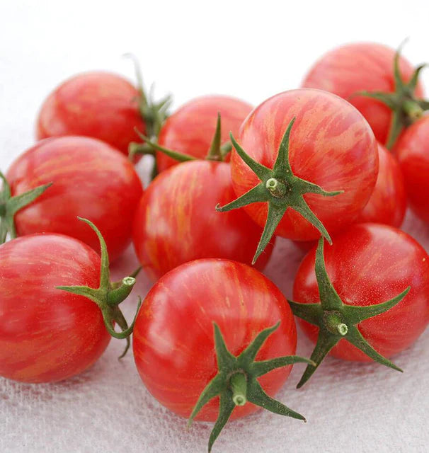 Tomatoes - Pink Bumble Bee - Certified Organic