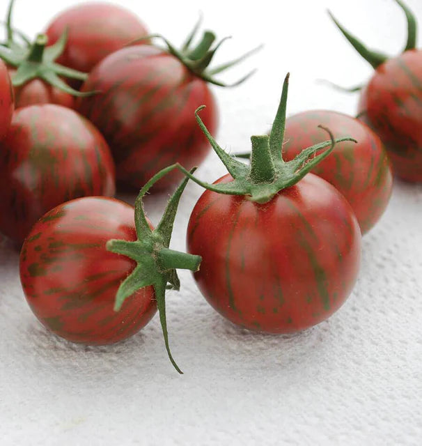 Tomatoes - Purple Bumble Bee - Certified Organic