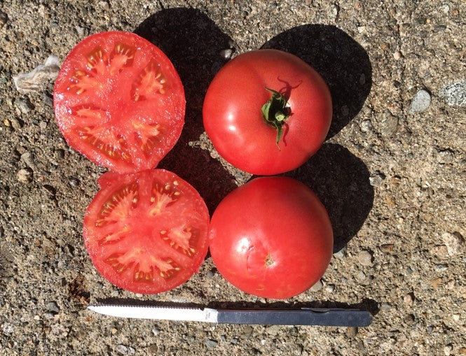 Tomatoes - Damsel F1 Organic