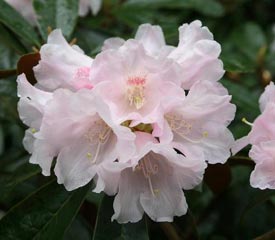 Rhododendron 'Teddy Bear'