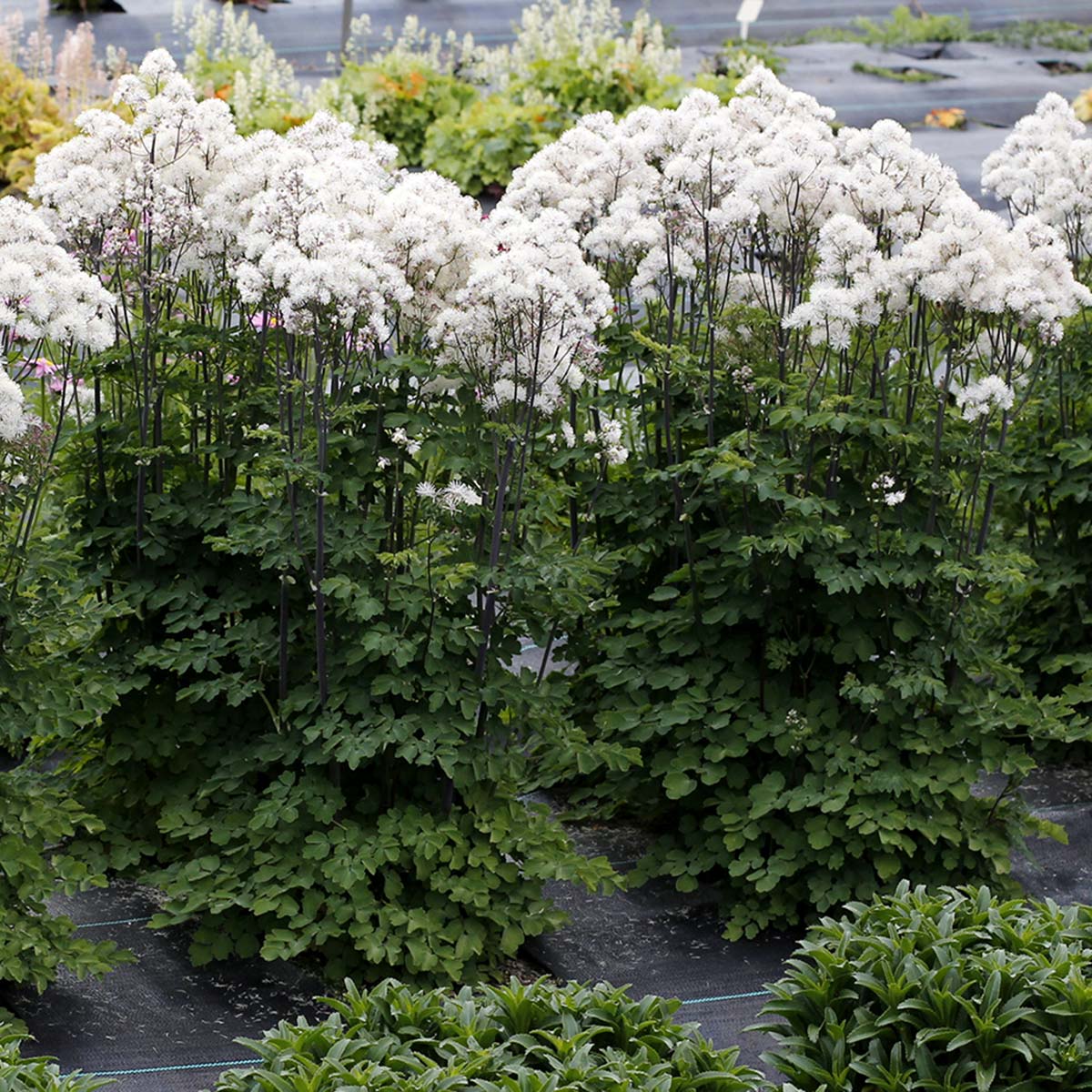 Thalictrum aquilegifolium 'Nimbus White'