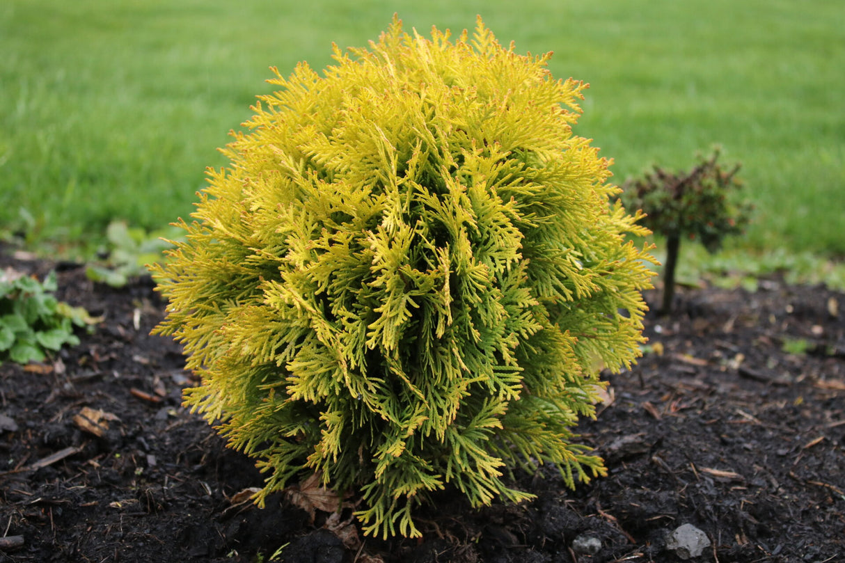 Thuja plicata 'Harvest Moon'
