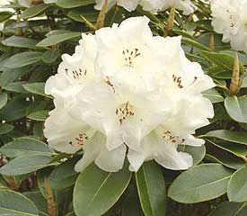Rhododendron 'Unique'