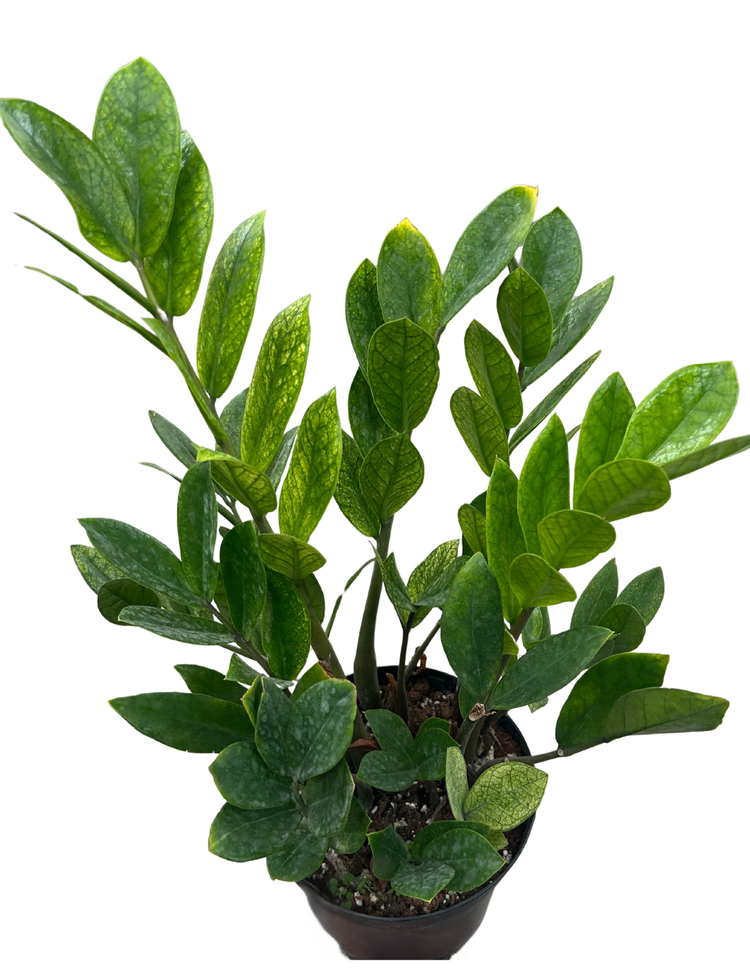 chameleon zz plants Zamioculcas zamiifolia 'Chameleon' – Green Thumb Garden Centre