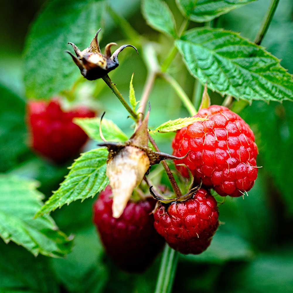 Rubus idaeus 'Vintage'