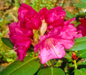Rhododendron 'Wilbrit'
