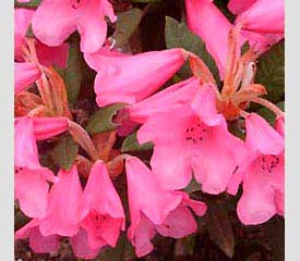 Rhododendron 'Winsome'