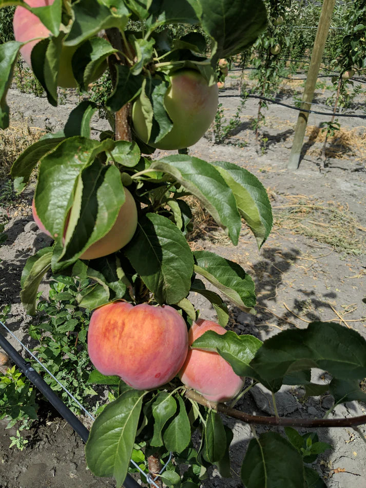 Apple - Malus 'Wynoochee Early'