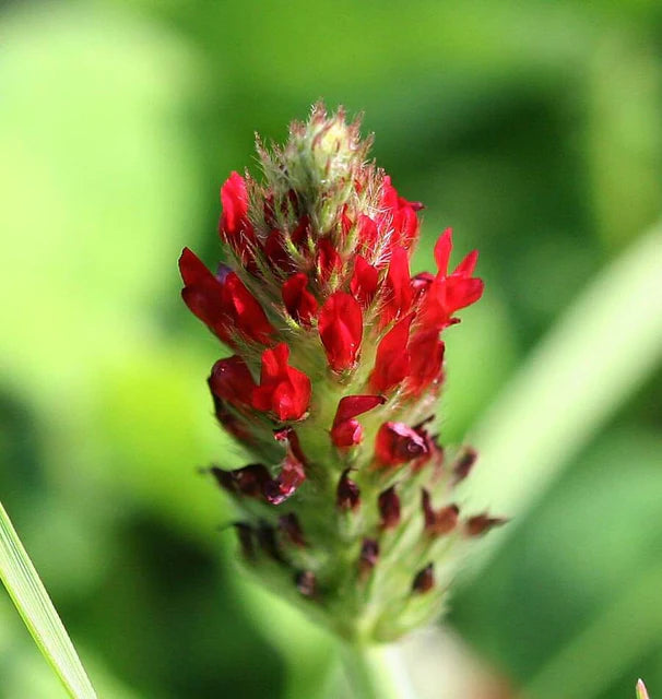 Cover Crops - Crimson Clover
