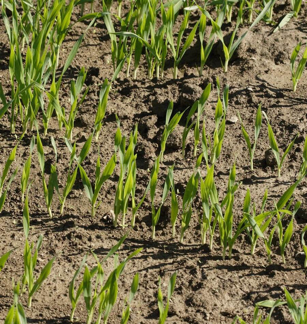 Cover Crops - Fall Rye