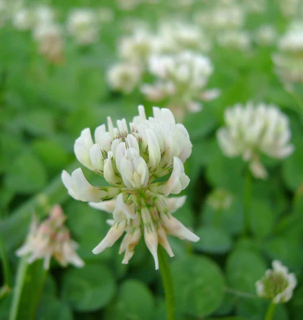 Cover Crops - White Dutch Clover
