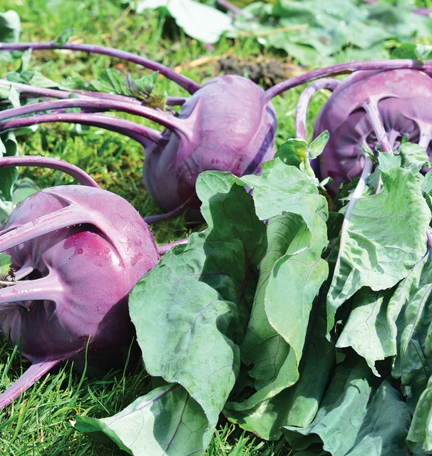 Kohlrabi - Kohlrabi Purple Vienna