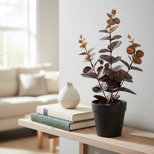 Decorative Plant- Eucalyptus