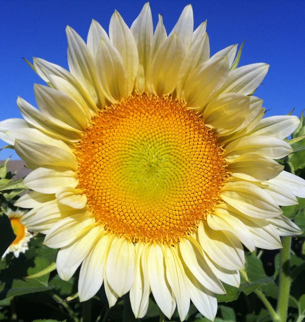 Sunflowers - ProCut White Lite F1