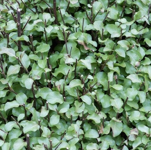 Pittisporum tenuifolium Wrinkled Blue