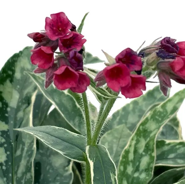 Pulmonaria 'Raspberry Frost'