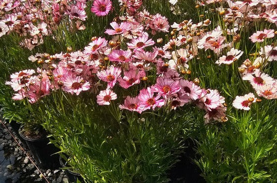 Coreopsis verticillata Nova 'Opal'