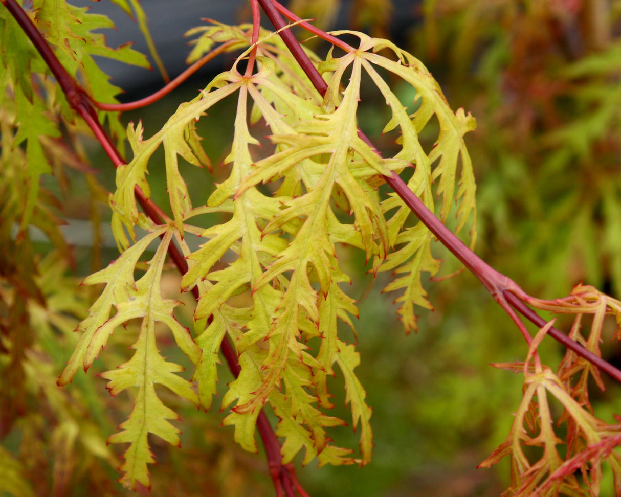 Acer palmatum dissectum 'Moss Gold'