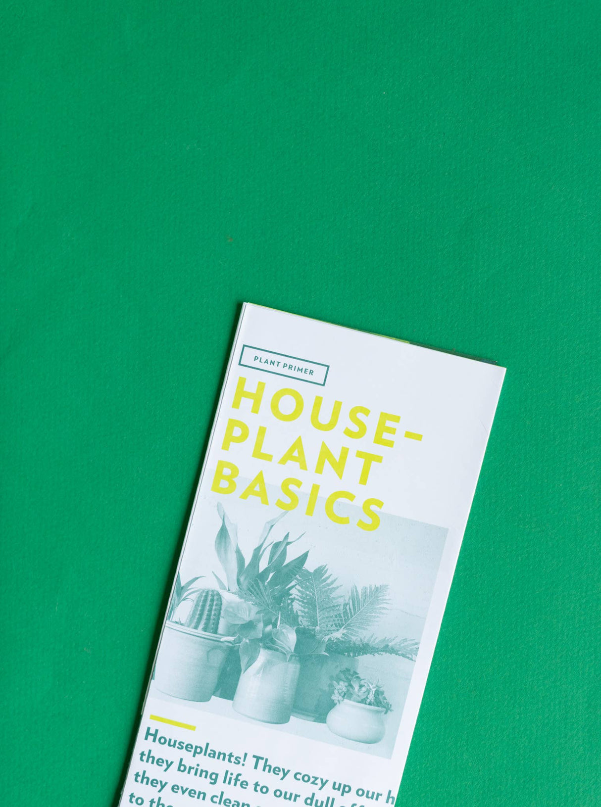 Plant Primer : Houseplant Basics