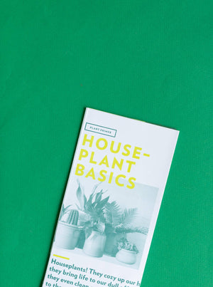 Plant Primer : Houseplant Basics