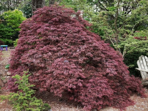 Acer palmatum 'Shojo Shidare'