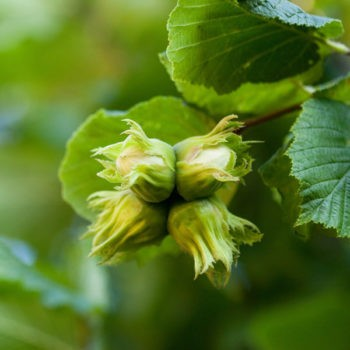 Corylus avellena 'Felix'