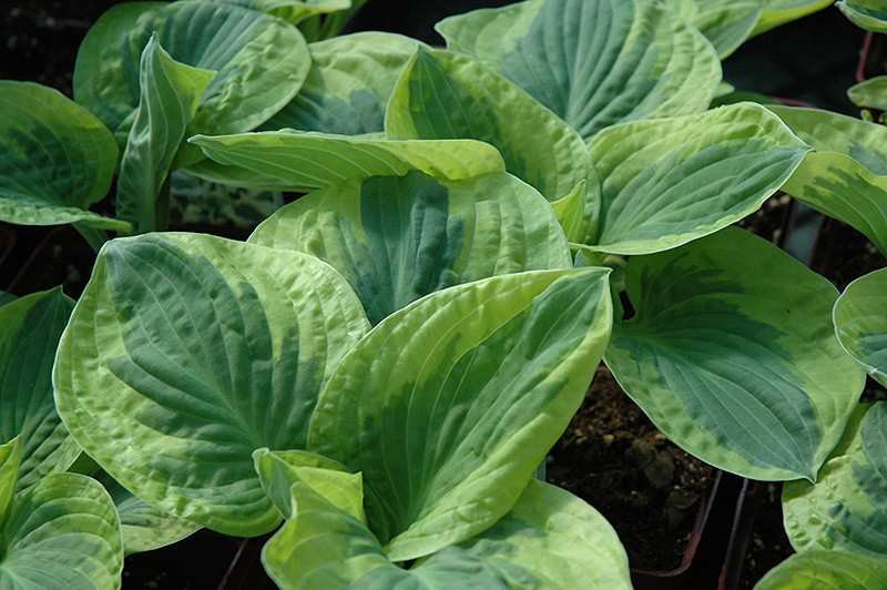 Hosta 'Brim Cup'