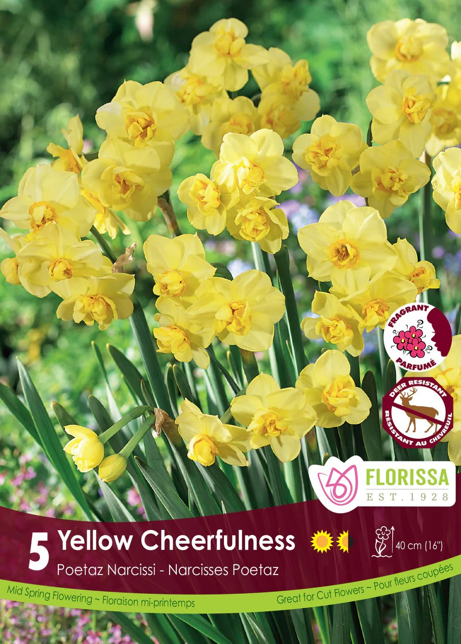 Narcissus Poetaz 'Yellow Cheerfulness'