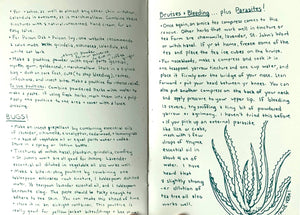 Herbal First Aid: Assembling a Natural First Aid Kit