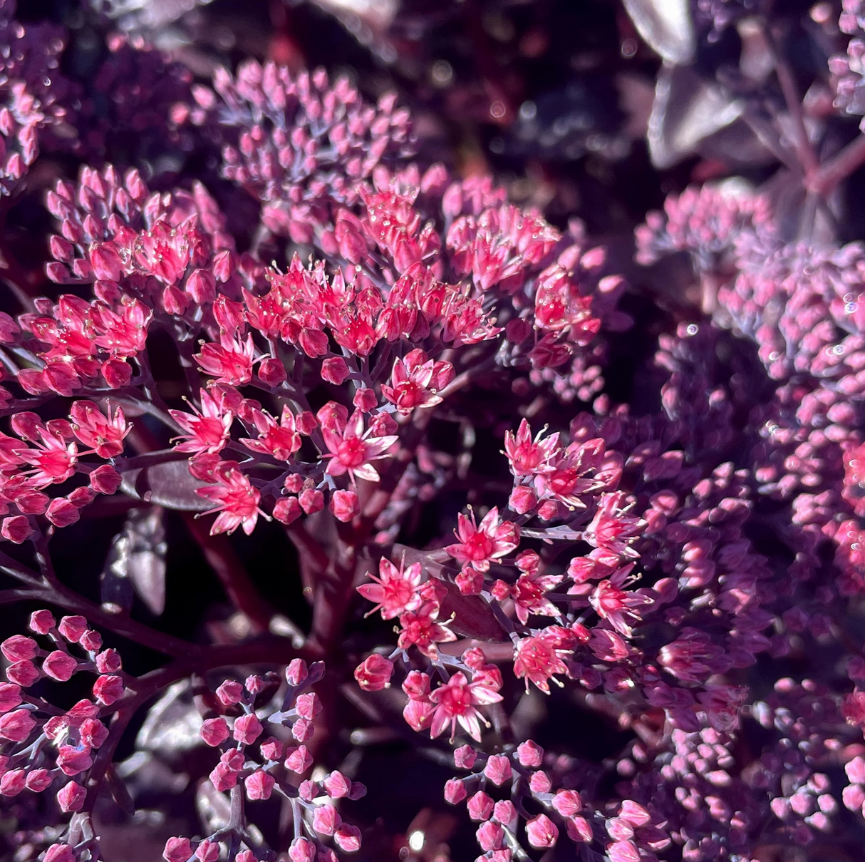 Sedum x hybrida 'Nova Cherry Fizz'
