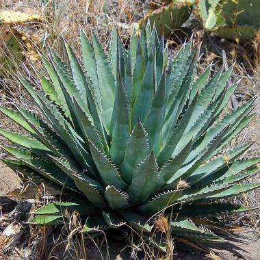 Agave mckelveyana x utahensis