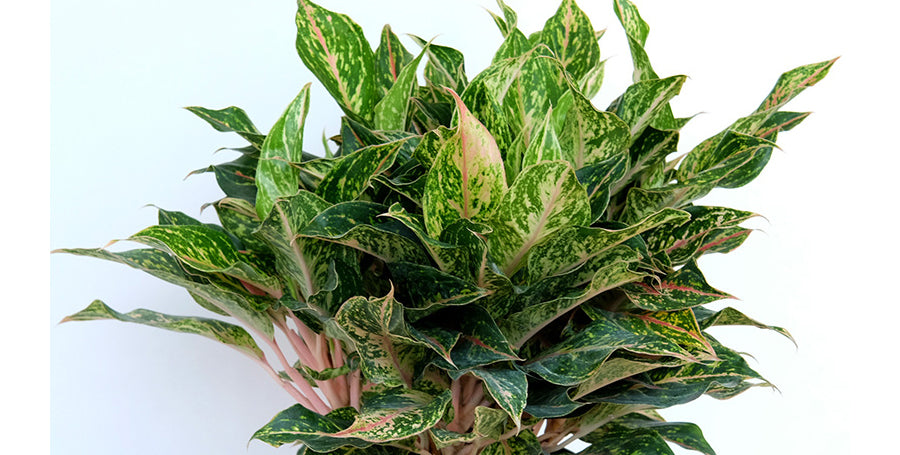 Aglaonema commutatum 'Sparkling Sarah'