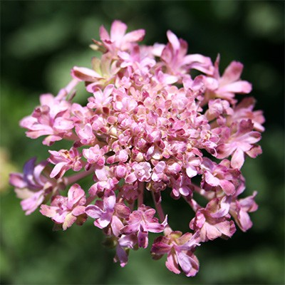 Scabiosa 'Rassberry Kisses'