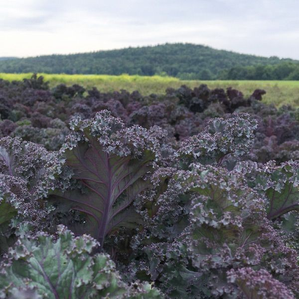 Kale - Scarlet Organic