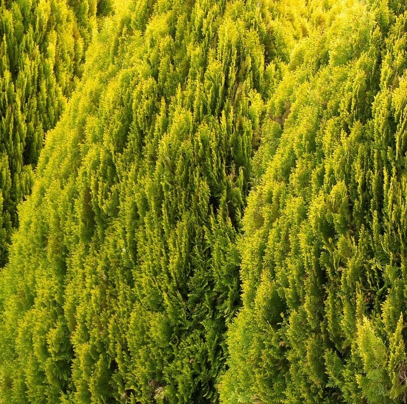 Picea orientalis 'Aurea Nana'